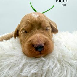 Flood - Apricot male Goldendoodle puppy in Sunman, Indiana from Brunsman Country Doodles LLC