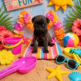 Silver Boy(orange toe) - Silver male Pug puppy in Tulsa, Oklahoma from Locust Creek Pugs & Japanese Chin's