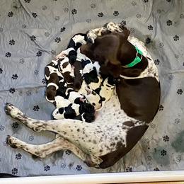 German Shorthaired Pointer Puppies from Eagle Ranch Kennels