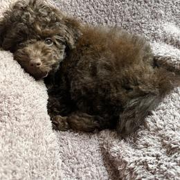 Poodle Puppies from KC Poodles of PA