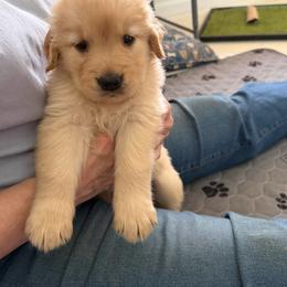 Girl 1 - female Golden Retriever puppy in Frederick, Maryland from Sugarloaf Golden Retrievers (Formerly Vixena Golden Retrievers)