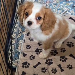 Classic blenheim - Blenheim male Cavalier King Charles Spaniel puppy in Wimberley, Texas from Amazing AKC Puppies