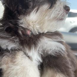Bernedoodle Puppies from Eastside Paws LLC