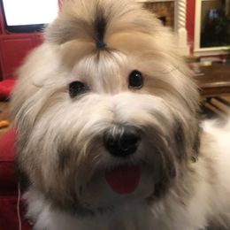 Raven - Coton de Tulear