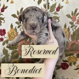 Benedict - Merle male Goldendoodle puppy in Aubrey, Texas from The Parrish Doods