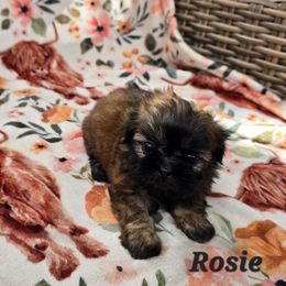 Rosie - Chocolate female Shih Tzu puppy in Turbotville, Pennsylvania from Melanie's Little Lions