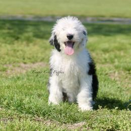 Effie - Black and white female Sheepadoodle puppy in Lowry City, Missouri from Cooper Creek Puppies