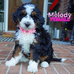 Melody - Tri-color female Bernedoodle puppy in Alpharetta, Georgia from Doodles of Buckhead