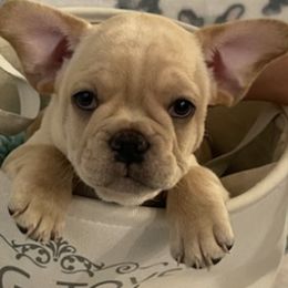 French Bulldogs from Marvin's Frenchies