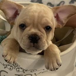 French Bulldogs from Marvin's Frenchies