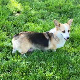 American Corgi and Pembroke Welsh Corgi All Grown Up from Lindsey Martin