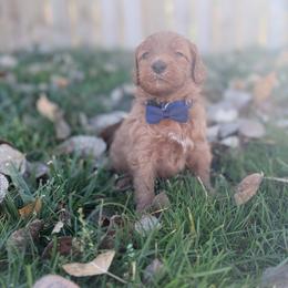 Howard-Blue - Red  male Goldendoodle puppy in Casper, Wyoming from 307 Doodles