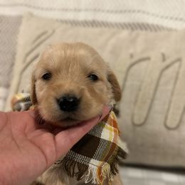 Golden Retriever Puppies from Goldens of Hope