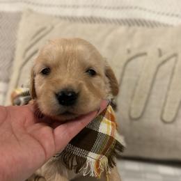 Golden Retriever Puppies from Goldens of Hope