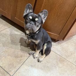 Debo - French Bulldog