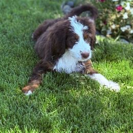 Brook - female Australian Mountain Doodle puppy in Sterling, Colorado from North 40 Doodles
