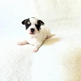 Ladybug - Black and white female Chihuahua puppy in Sacramento, California from Honey Bee Chihuahua’s