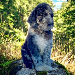 Cove - Merle female Goldendoodle puppy in Sterling, Connecticut from Justine’s Retrievers and Doodles