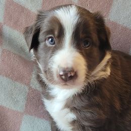 Border Collies from Kate Gresham
