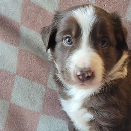 Border Collies from Kate Gresham
