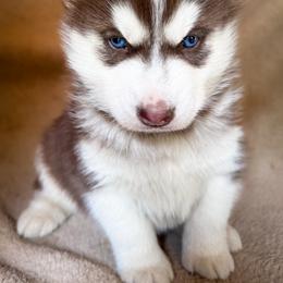 Aspen - Red and white female Siberian Husky puppy in Grant City, Missouri from Timberline Paws