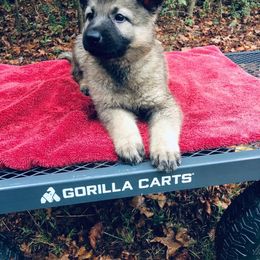 German Shepherd Puppies from Alte Schule Shepherds