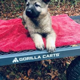 German Shepherd Puppies from Alte Schule Shepherds