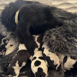 German Wirehaired Pointer puppies from Chester Hill Farm