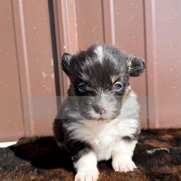 Chase - 1800 - Full Fluffy - Black and tan male Pembroke Welsh Corgi puppy in Rozet, Wyoming from Hayday Ranch Corgis