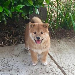 Shiba Inu Puppies from Avalon/Amaterasu-Omikami Sou
