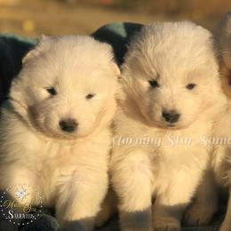 Samoyed Puppies from Morning Star Samoyeds