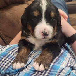 Cade - Black rust and white male Bernese Mountain Dog puppy in Auburn, Indiana from Swamp Creek Berners