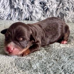 Liver rust with white - Liver male Miniature Schnauzer puppy in Independence, Missouri from Crown Schnauzers KC