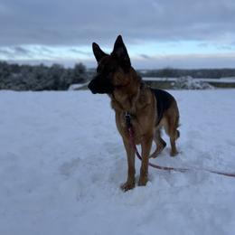 Luna - German Shepherd