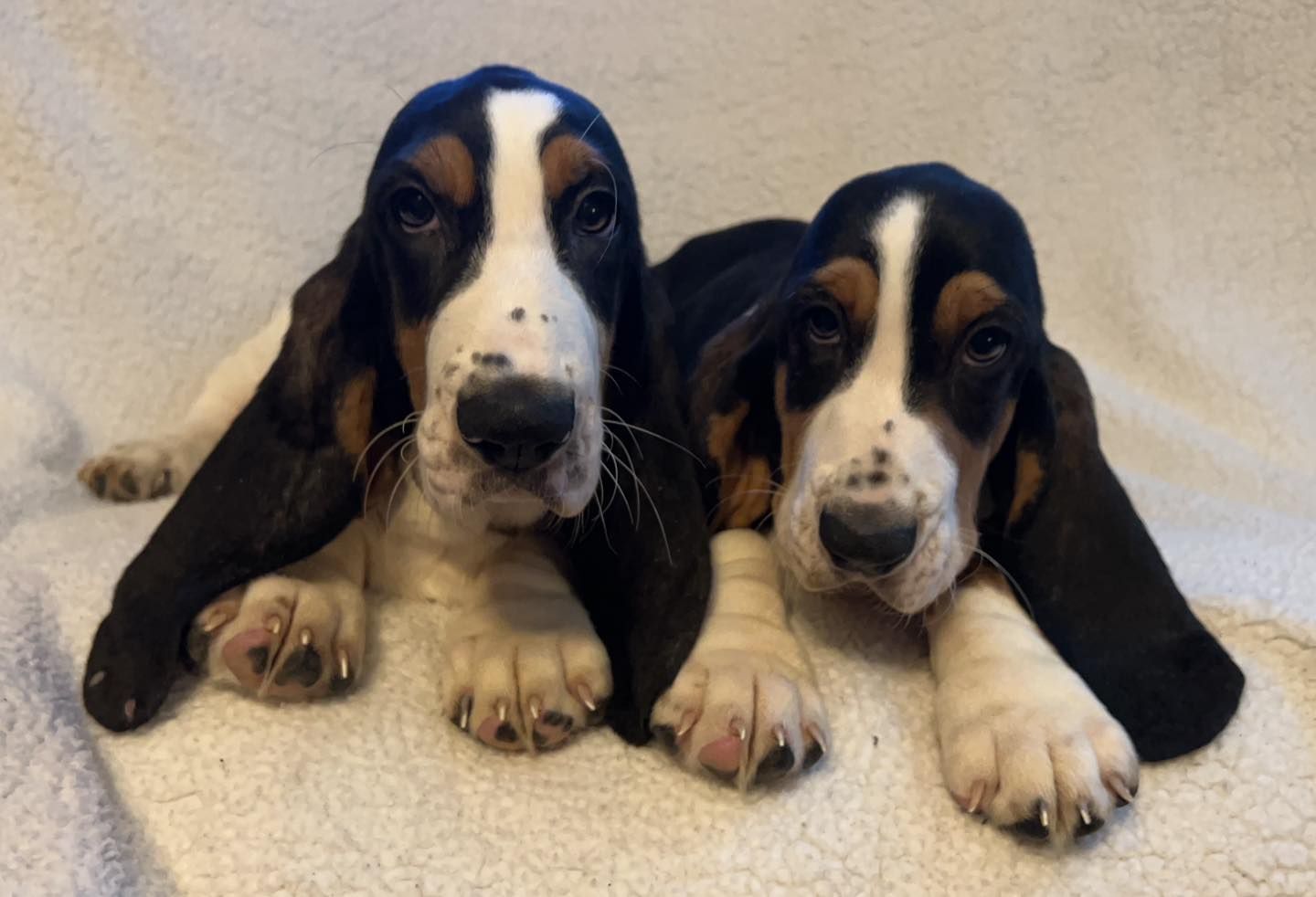 Smokey 2024 mountain bassets