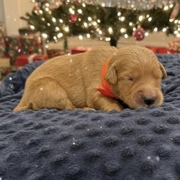 Candy cane - Golden female Golden Retriever puppy in Salt Lake City, Utah from Soaring golden retrievers