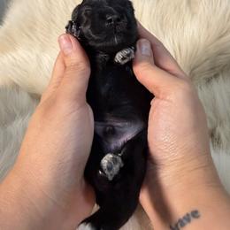 Miniature Schnauzer Puppies from Birkin’s Miniature Schnauzers