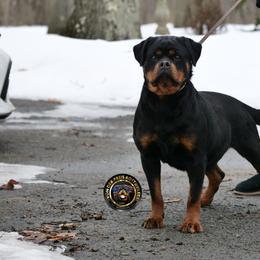 Diva - Rottweiler