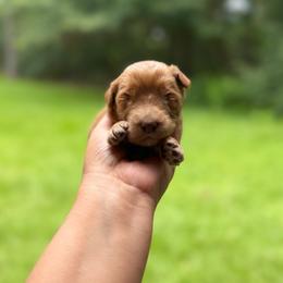 Boy 3 - Red  male Goldendoodle puppy in Bogue Chitto, Mississippi from Valentine Kennels