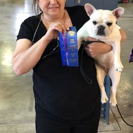 French Bulldog and Rottweiler All Grown Up from QuarterWoods Rottweilers and French bulldogs