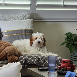 Goldendoodle All Grown Up from Golden Hearted Goldendoodles