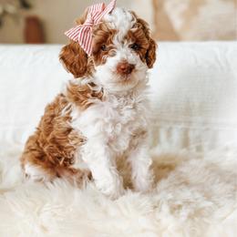 Aura - Parti female Poodle puppy in Queen Creek, Arizona from Reverie Poodles