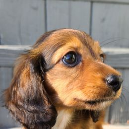 Dachshund Puppies from Ivy Willow Dachshunds