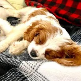 Cavalier King Charles Spaniels from King's Estate Kennels