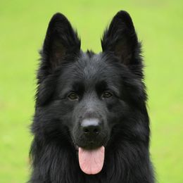 Tito aka Titan - German Shepherd