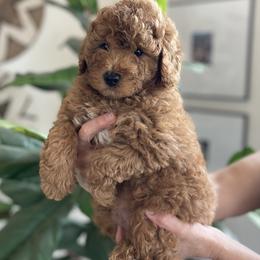 Green collar - Red  male Poodle puppy in Marysville, California from Dailey Doodles and Dachshunds