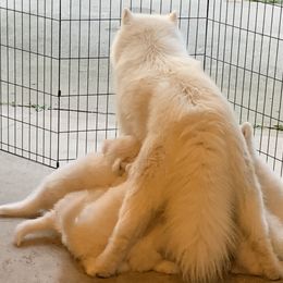 Samoyed Puppies from Velvet Sky