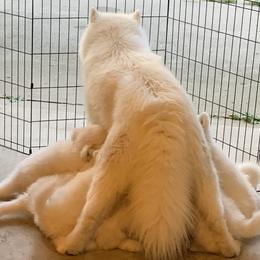 Samoyed Puppies from Velvet Sky