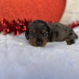 Briar - Dapple male Dachshund puppy in Colbert, Oklahoma from Brooke Crenshaw