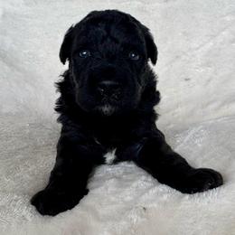 Mr. Boy - Black male Pumi puppy in Fife Lake, Michigan from Nixie Kennels